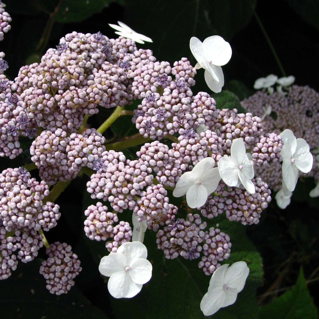 Hydrangea aspera Sargentiana - Fluweelhortensia