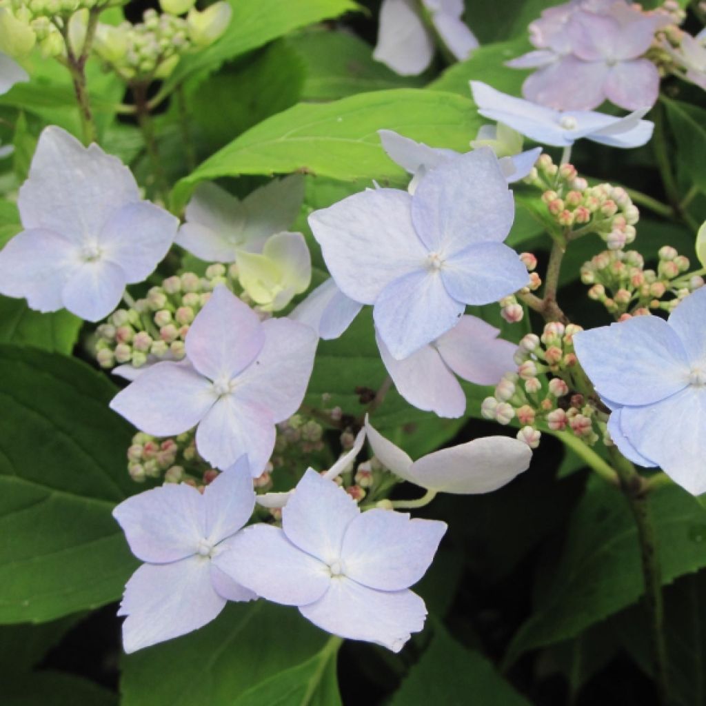 Hydrangea serrata Blue Deckle - Berghortensia
