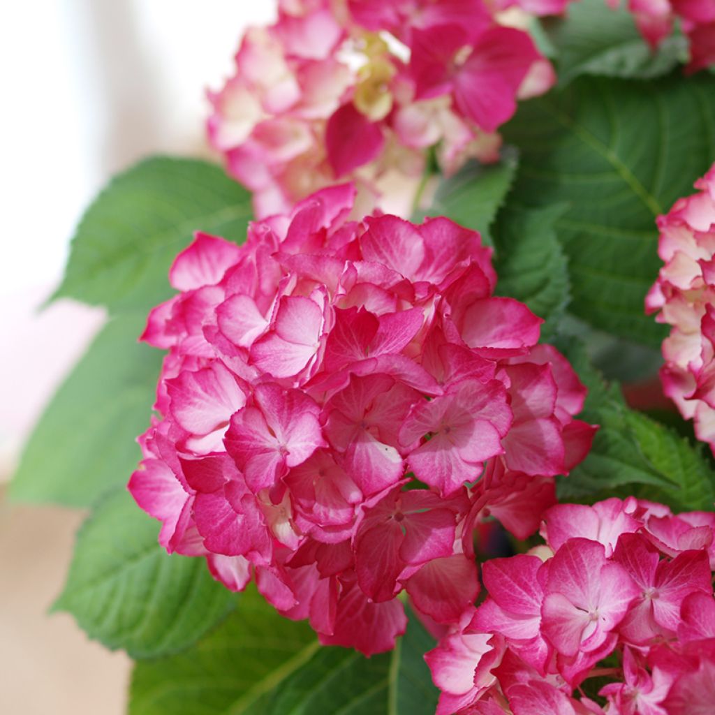 Hydrangea macrophylla Dutch Ladies Selma - Bolhortensia