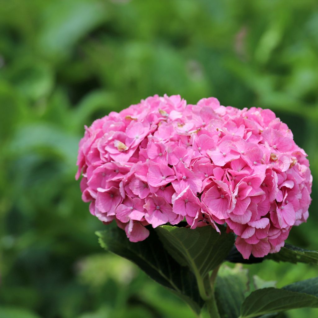 Hydrangea macrophylla Dutch Ladies Selma - Bolhortensia