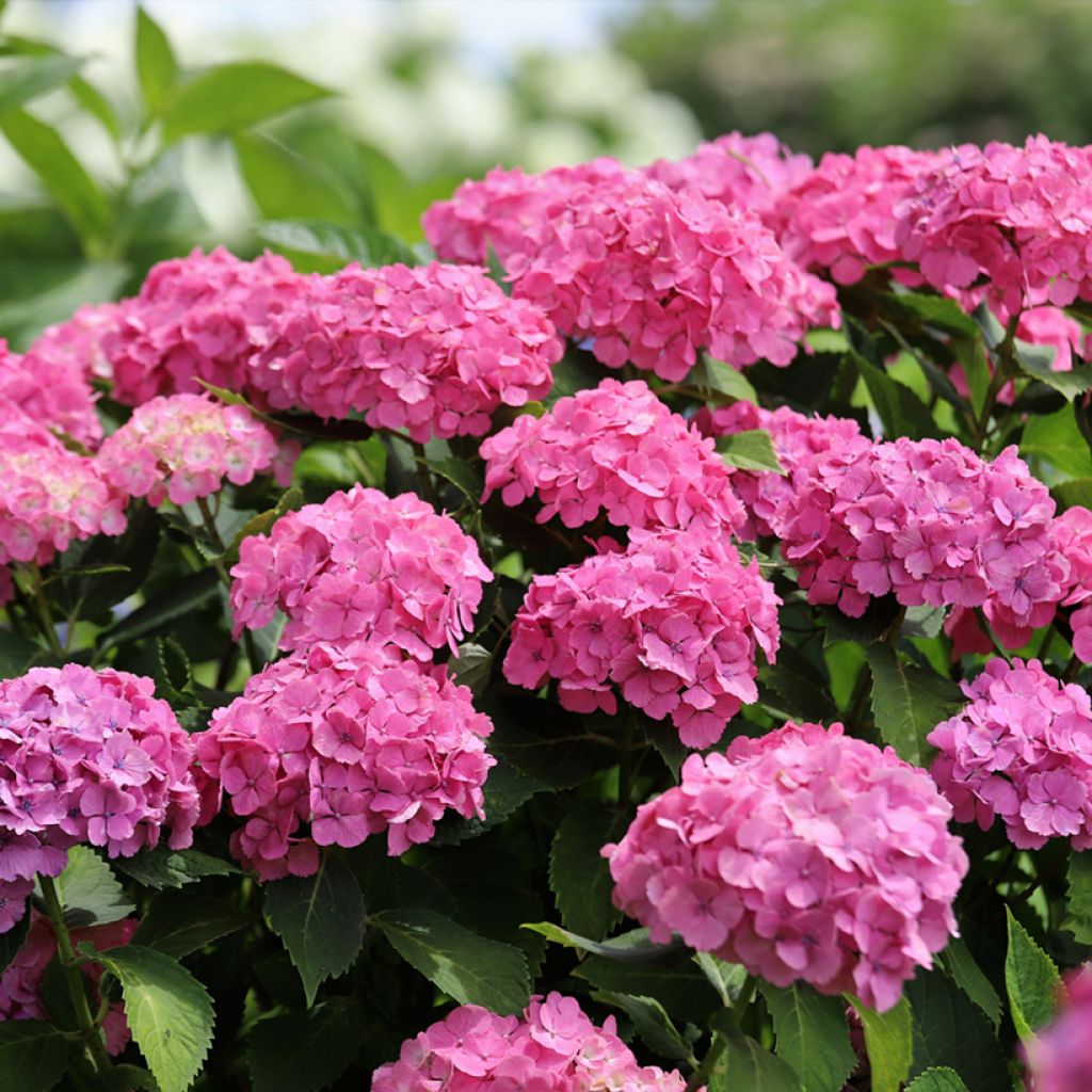 Hydrangea macrophylla Dutch Ladies Selma - Bolhortensia