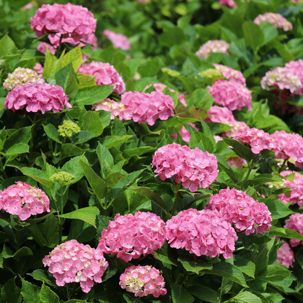 Hydrangea macrophylla Dutch Ladies Selma - Bolhortensia