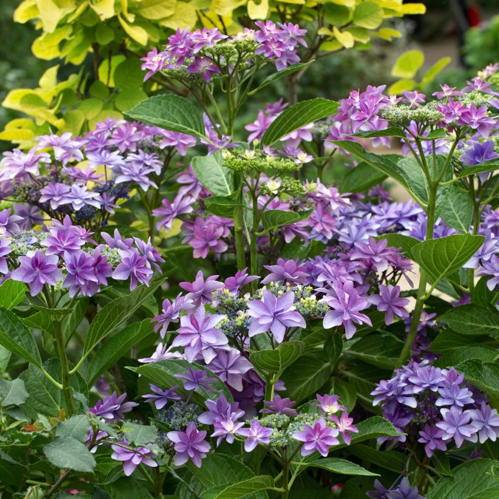 Hydrangea macrophylla Tinkerbell - Schermhortensia
