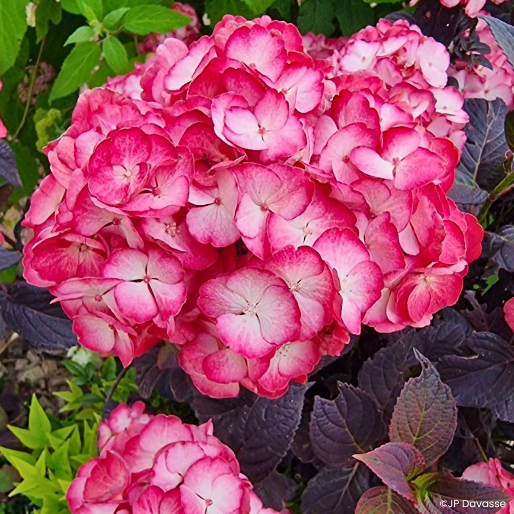 Hydrangea Black Velvet Darbi - Bolhortensia