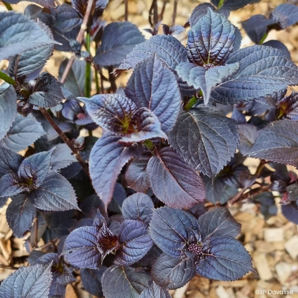 Hydrangea Black Velvet Darbi - Bolhortensia
