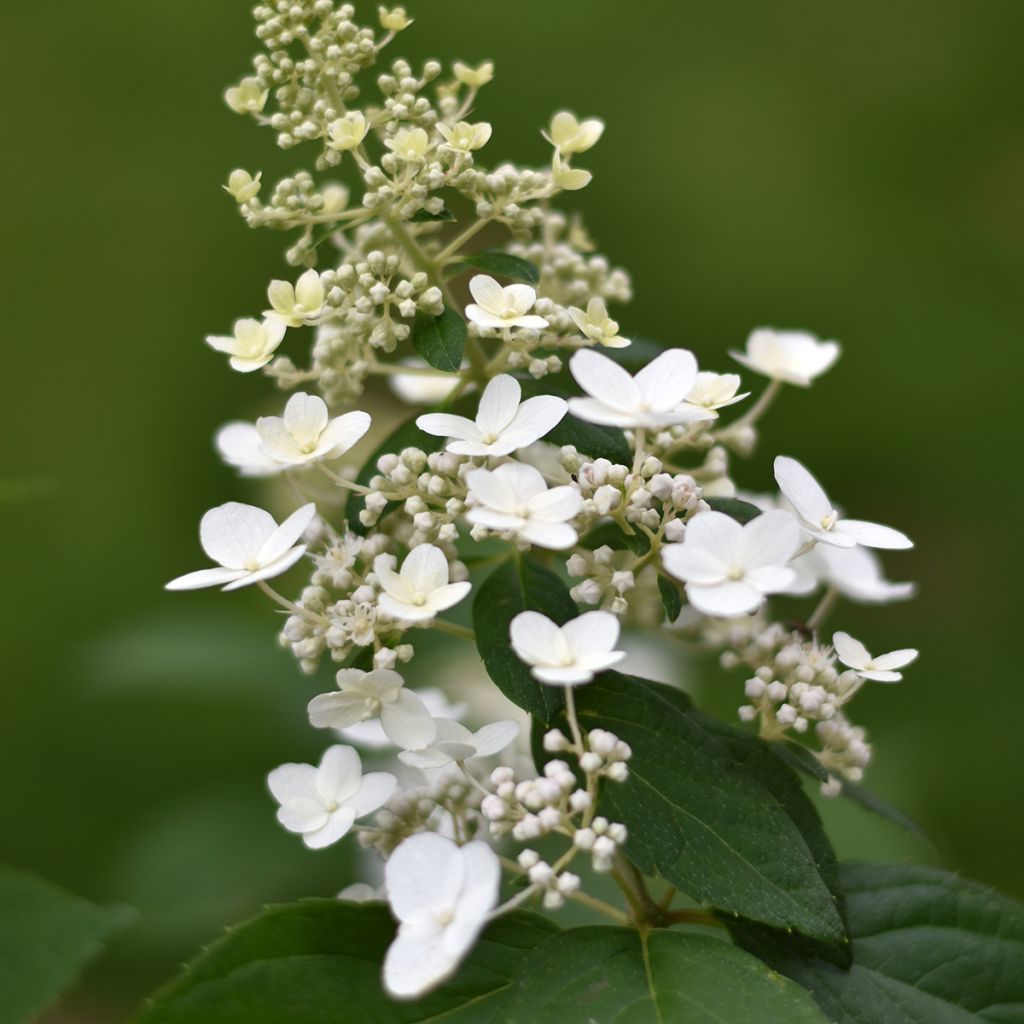 Hydrangea paniculata Butterfly - Pluimhortensia