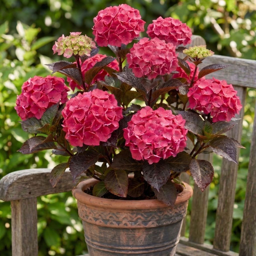 Hydrangea serrata Choco Strawberry - Berghortensia