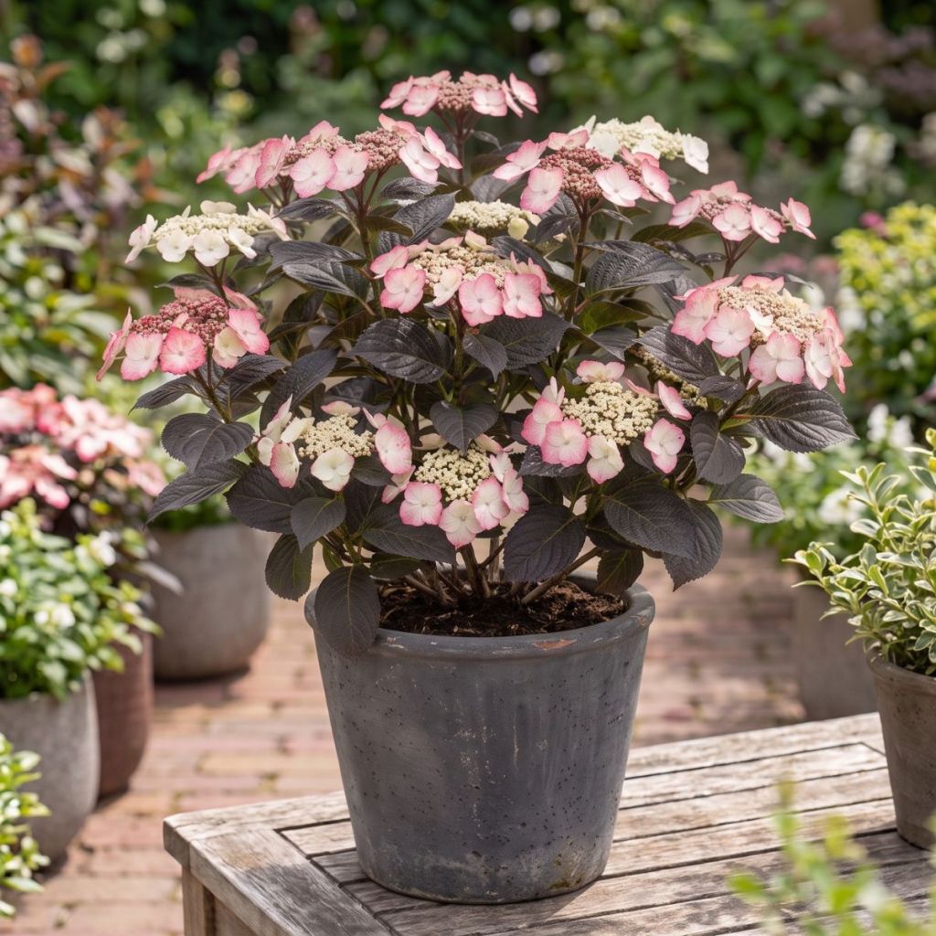 Hydrangea serrata Choco White - Berghortensia