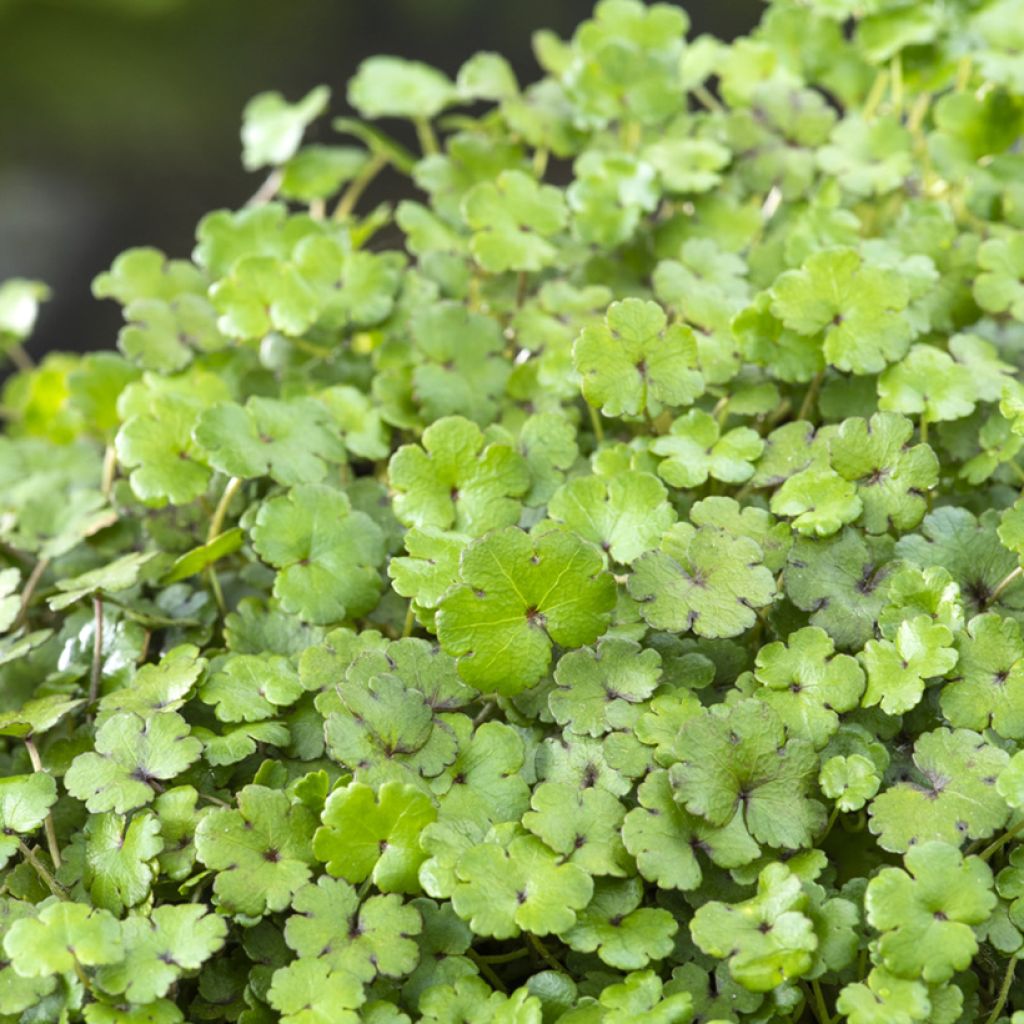Hydrocotyle nova-zealandiae - Waternavel