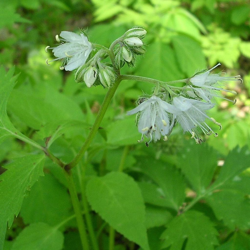 Hydrophyllum virginianum - Waterblad
