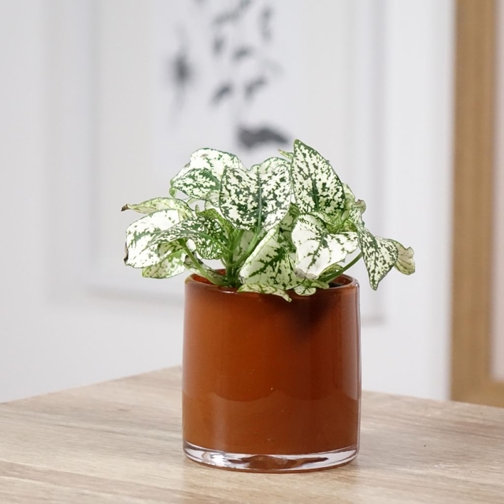 Hypoestes phyllostachya Wit - Sproetenplant