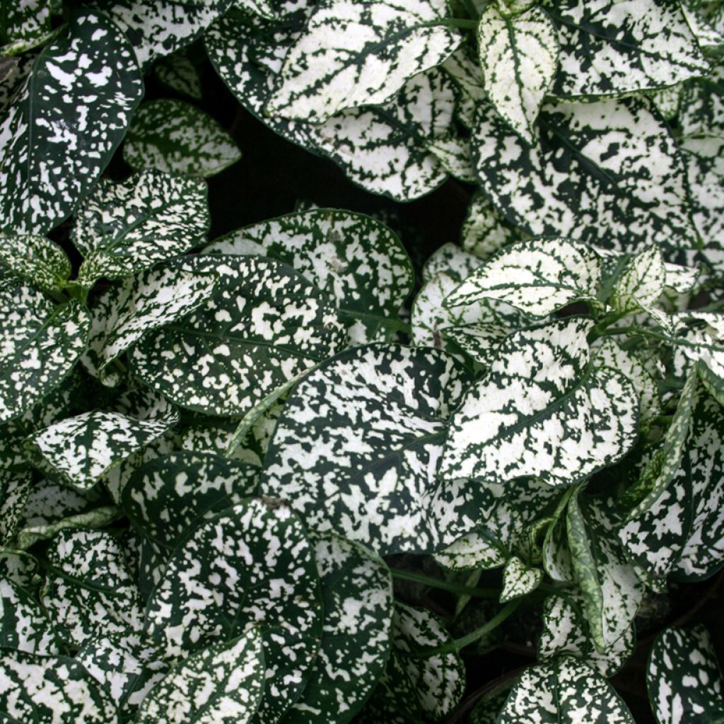 Hypoestes phyllostachya Wit - Sproetenplant