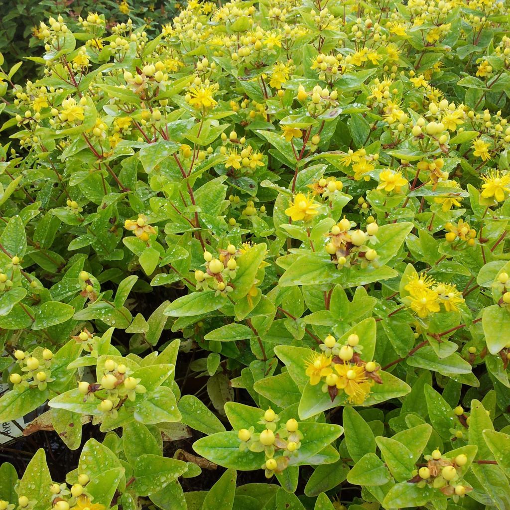 Millepertuis Magical® Sunshine - Hypericum (x) inodorum
