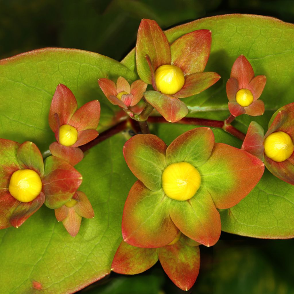 Hypericum inodorum Magical Red Flame - Hertshooi