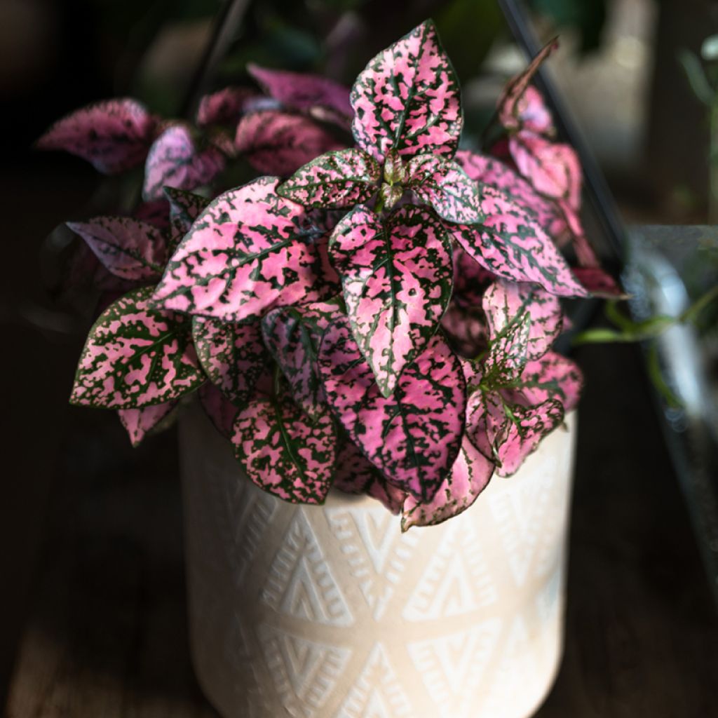 Hypoestes phyllostachya Roze - Sproetenplant