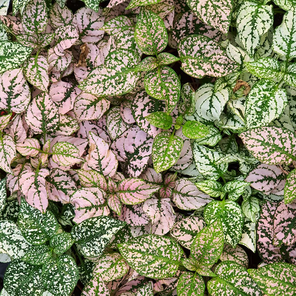 Hypoestes phyllostachya Roze - Sproetenplant