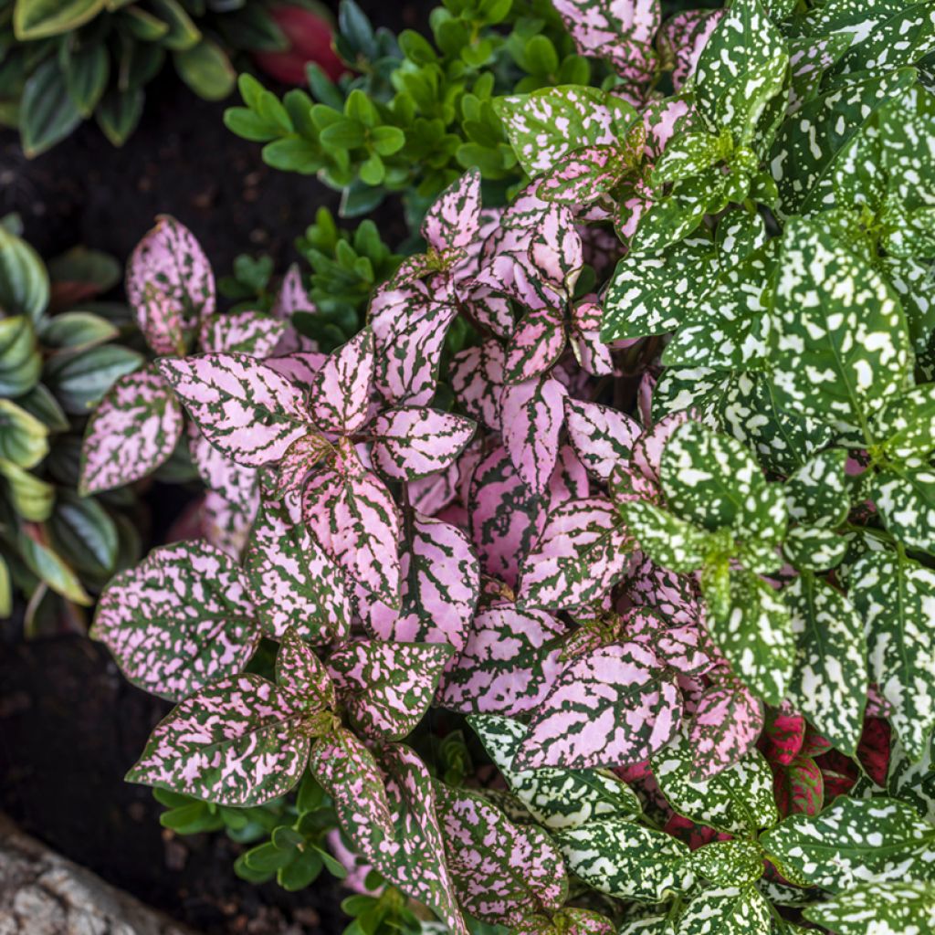 Hypoestes phyllostachya Roze - Sproetenplant