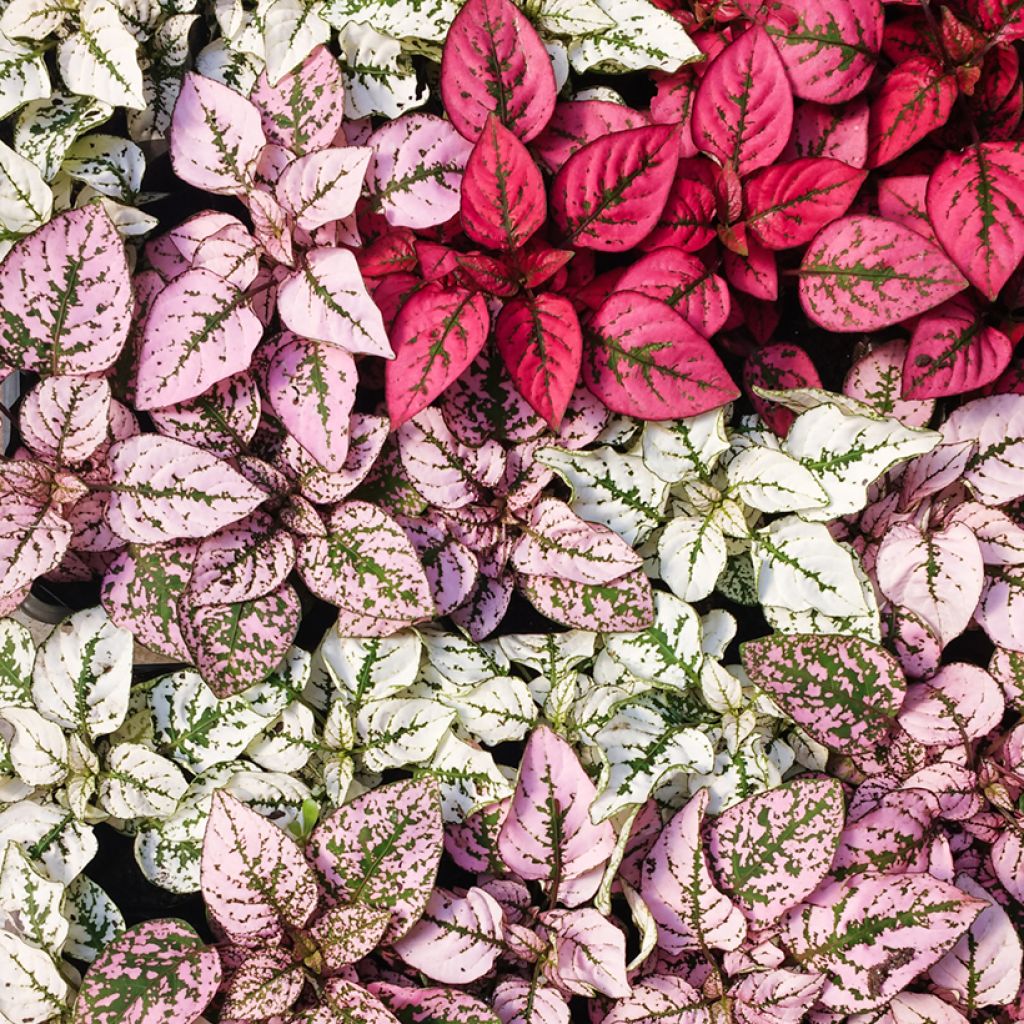 Hypoestes phyllostachya Rood - Sproetenplant