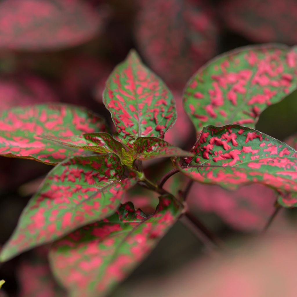 Hypoestes phyllostachya Rood - Sproetenplant