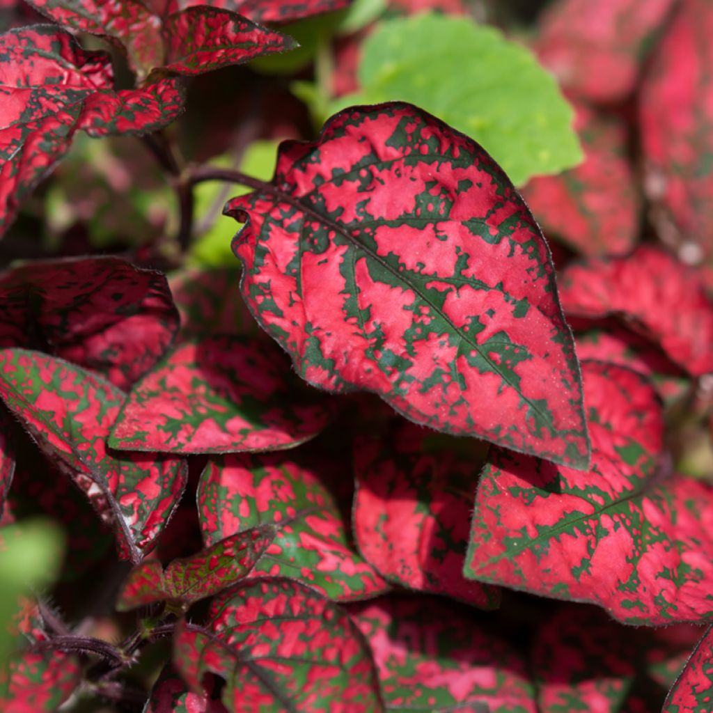 Hypoestes phyllostachya Rood - Sproetenplant