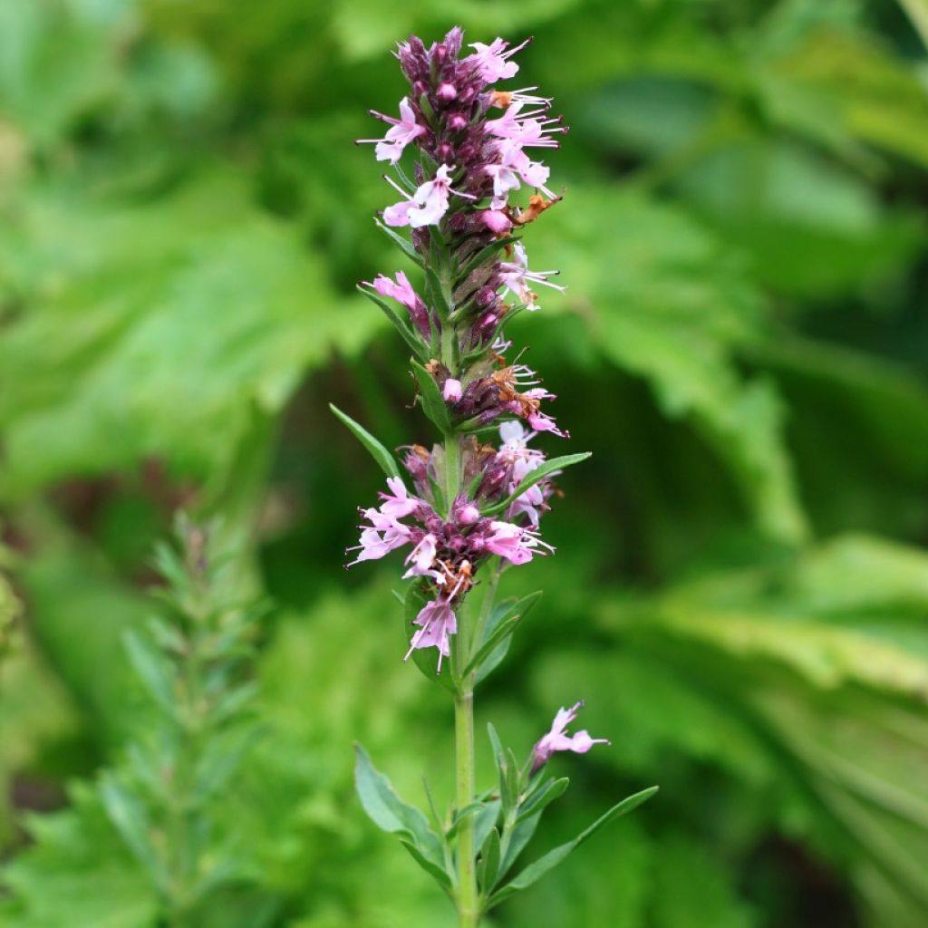 Hyssopus officinalis roseus - Hysop roze
