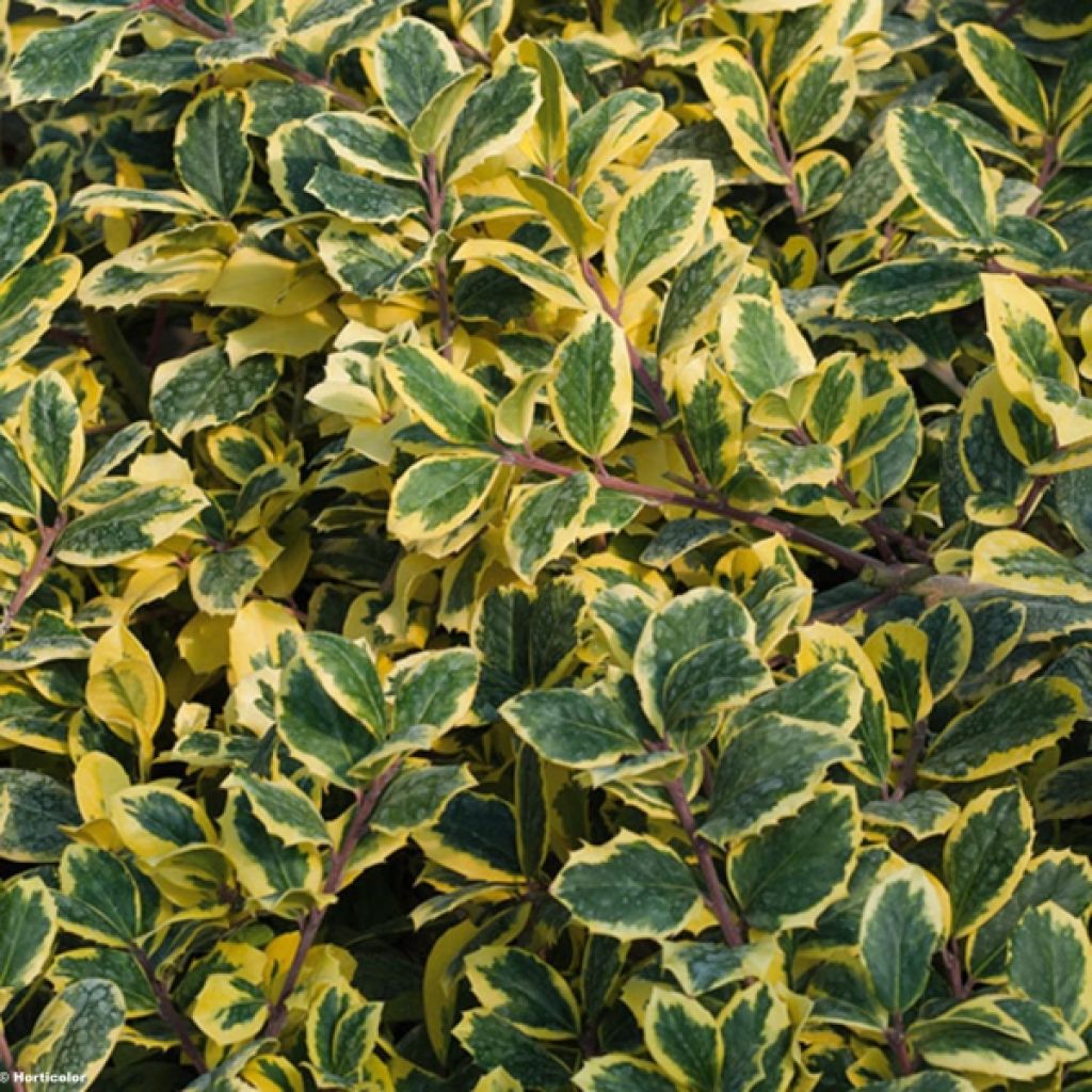 Ilex Golden King - Kastanjebladige hulst