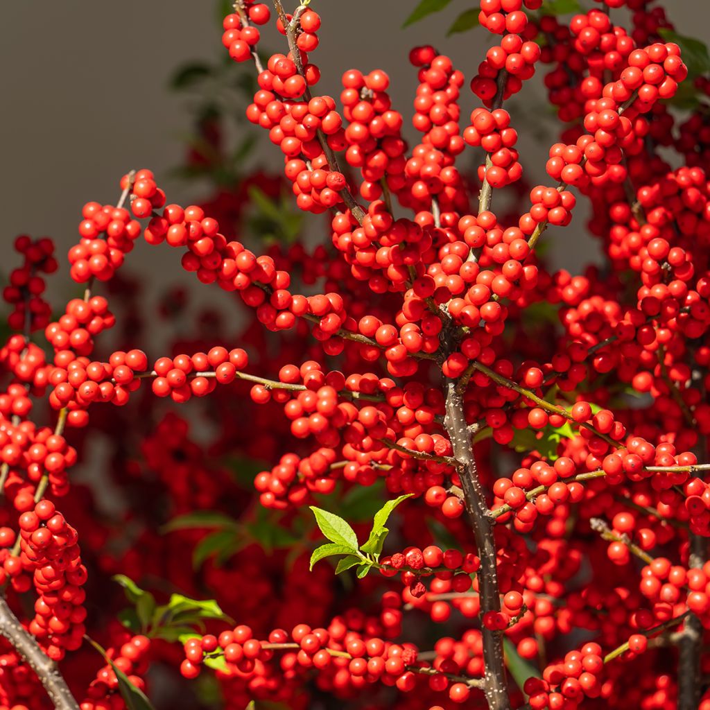 Ilex verticillata Magical Berry Winterberry - Winterbes