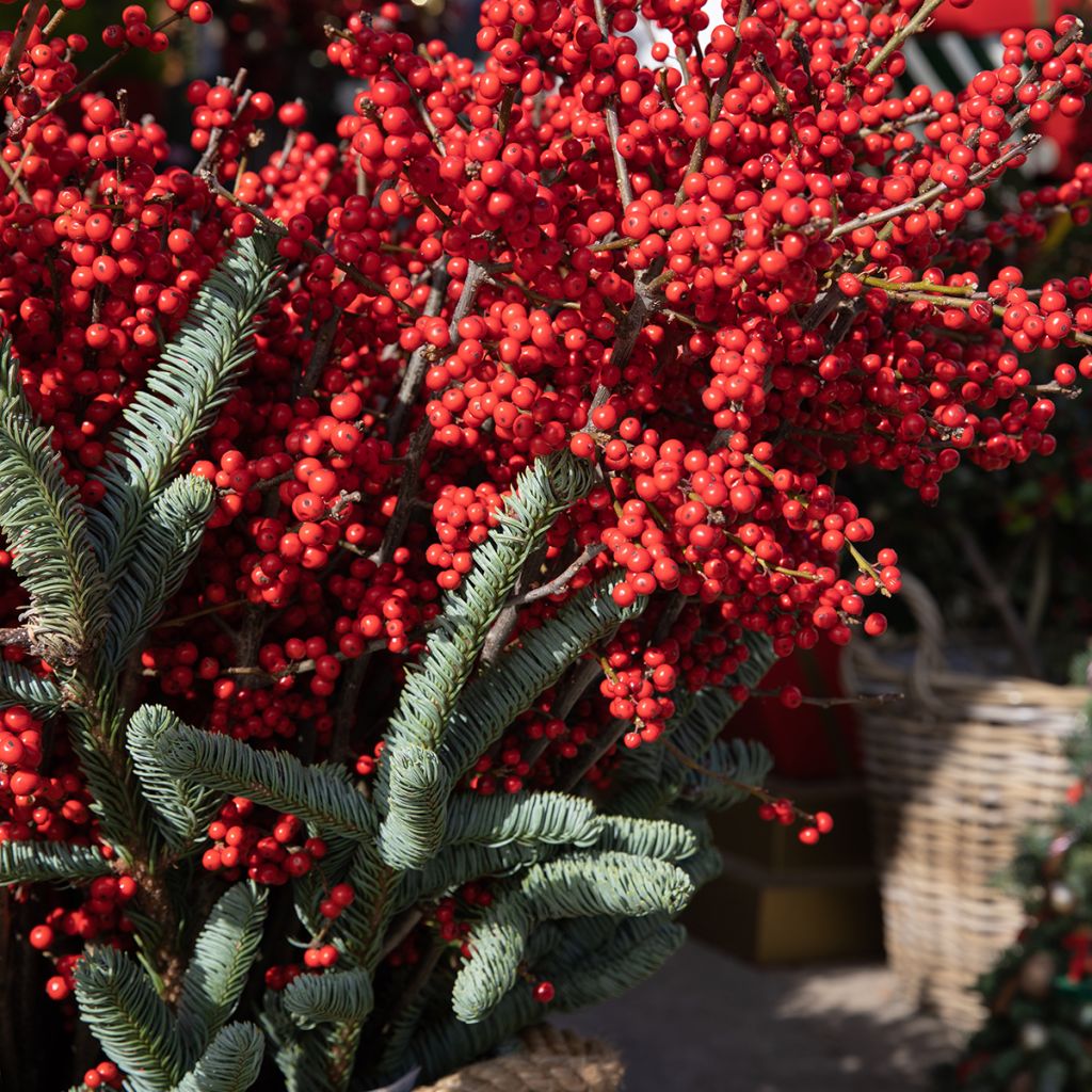 Ilex verticillata Magical Berry Winterberry - Winterbes