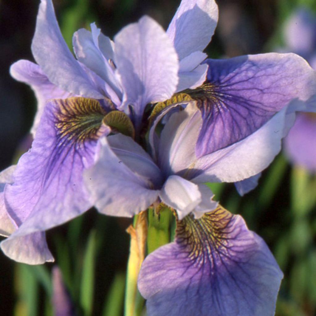 Iris sibirica Cool Spring - Siberische iris