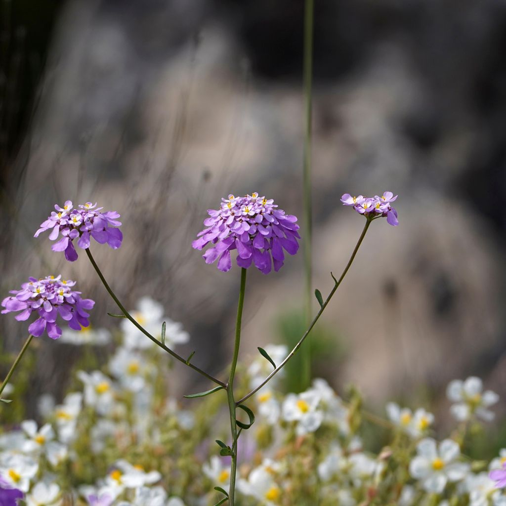 Iberis sempervirens Absolutely Amethyst - Scheefkelk