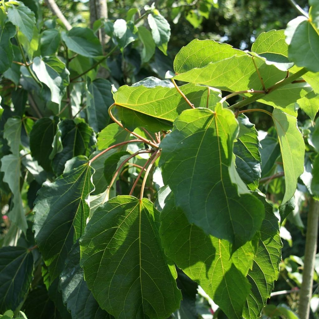 Idesia polycarpa vestita