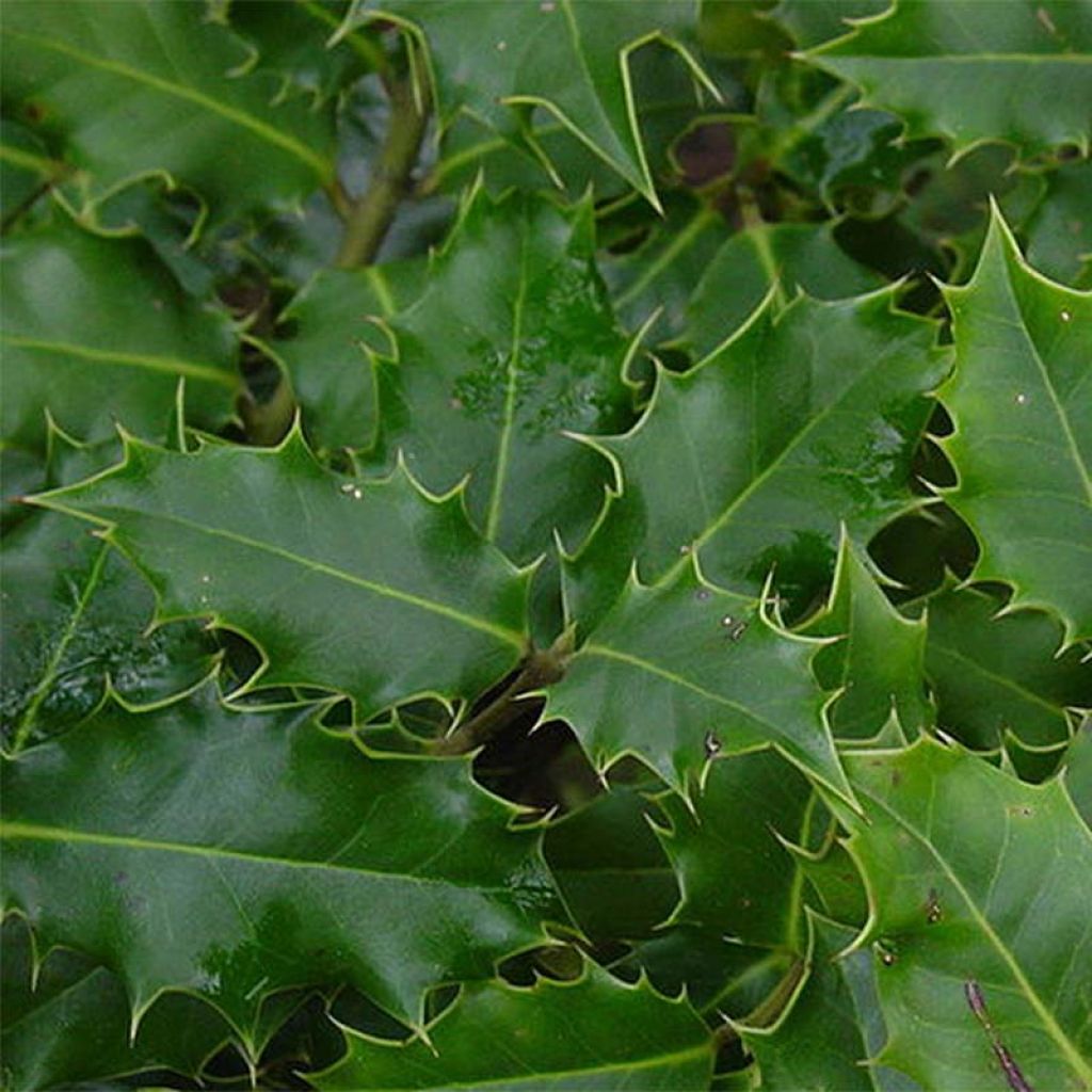 Ilex aquifolium - Hulst