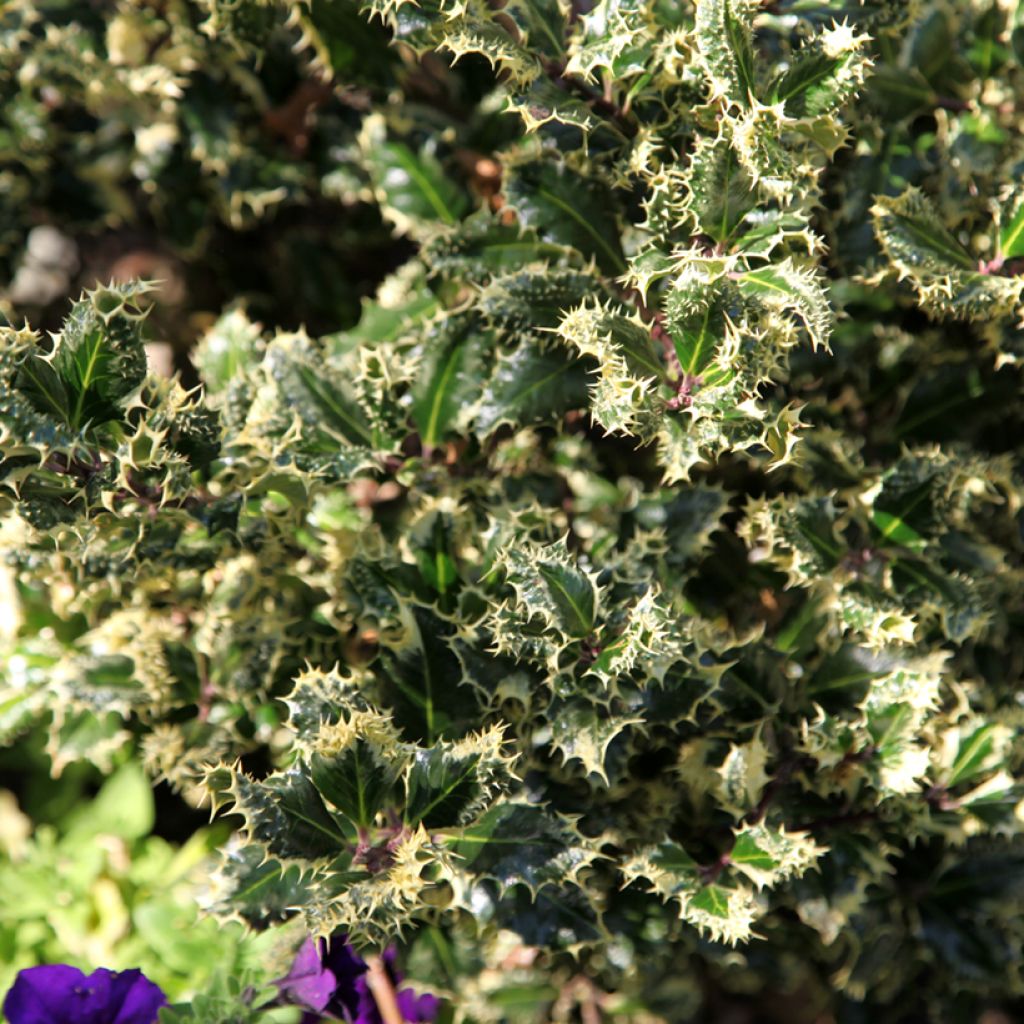 Hulst Ferox Argentea - Ilex aquifolium