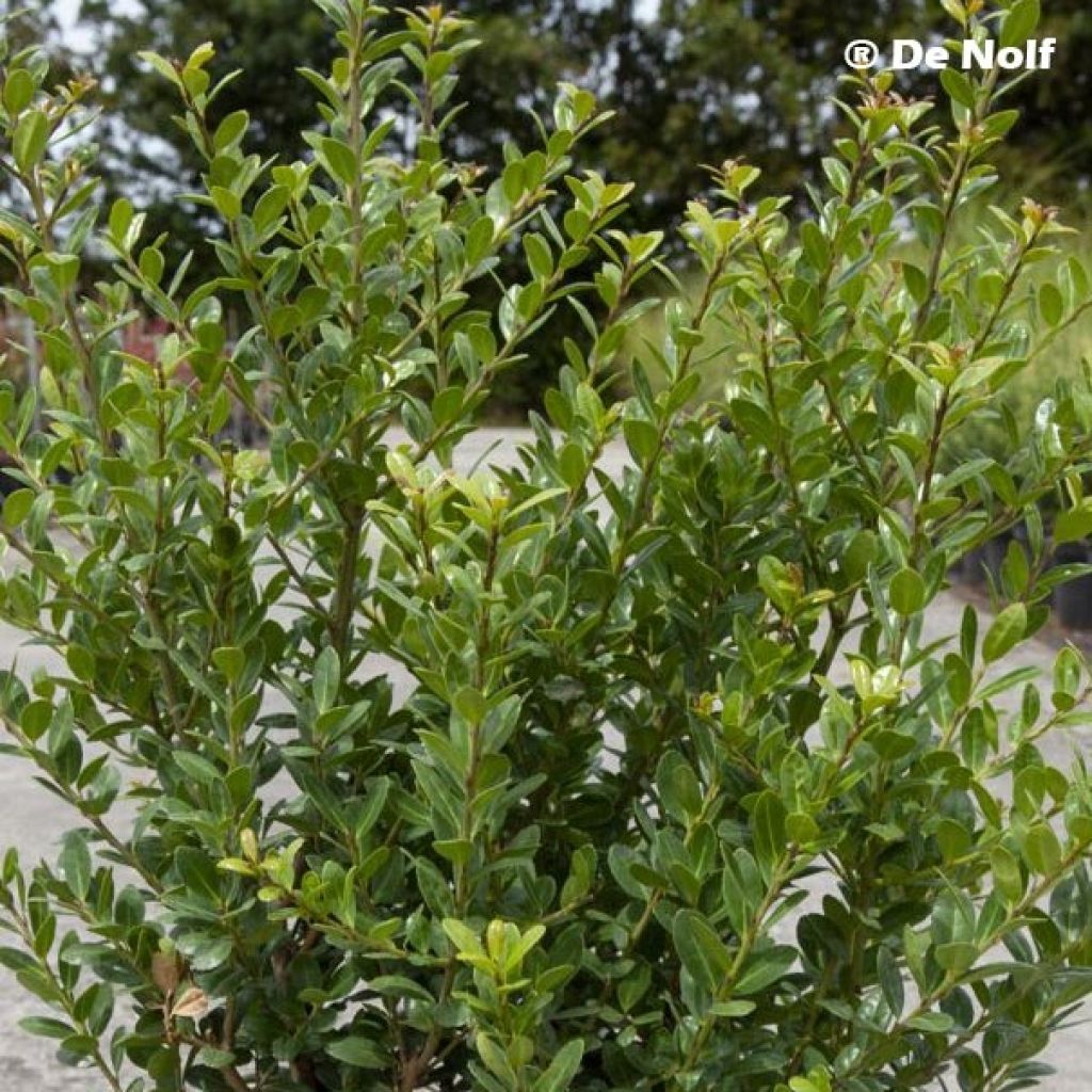 Ilex crenata Caroline Upright - Japanse hulst