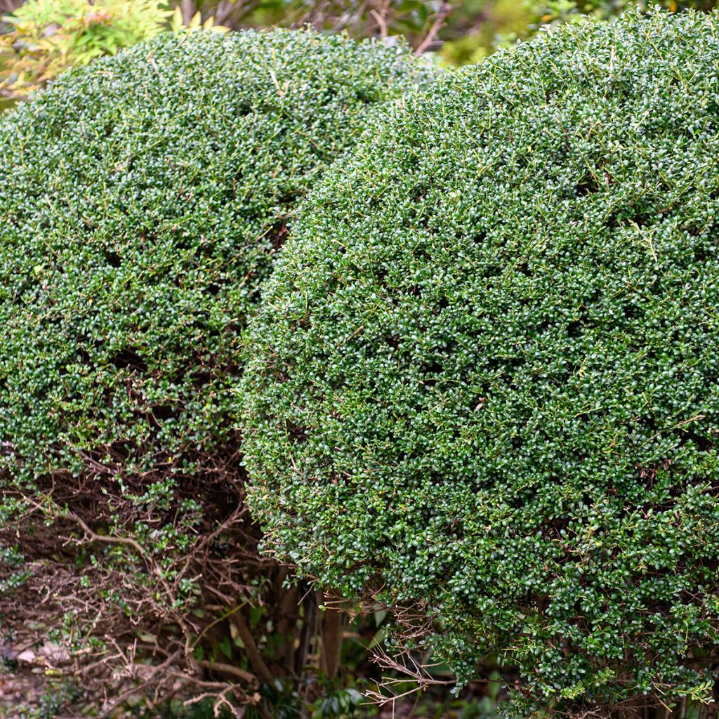 Ilex crenata Glorie Gem - Japanse hulst