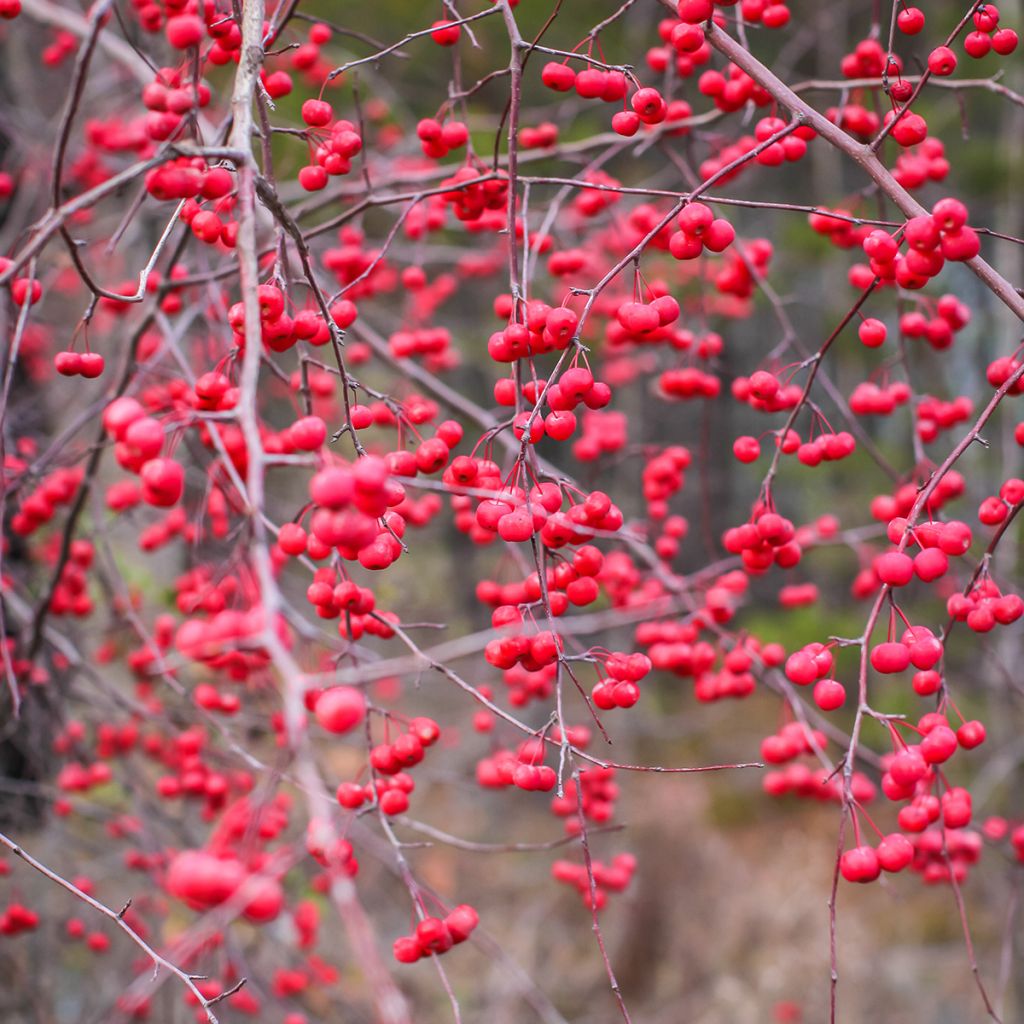 Ilex verticillata - Winterbes