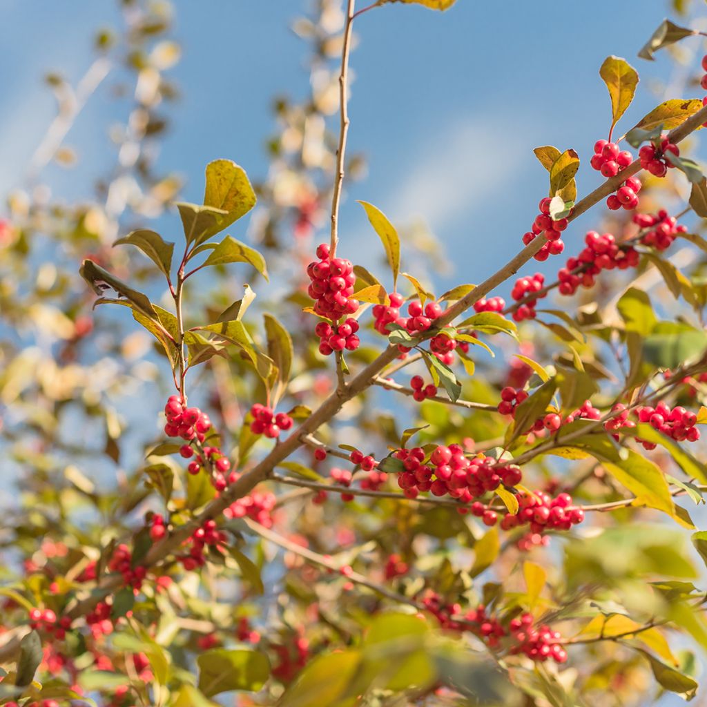 Ilex verticillata - Winterbes