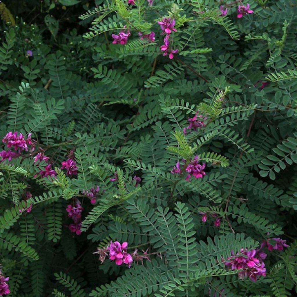 Indigofera heterantha - Indigostruik