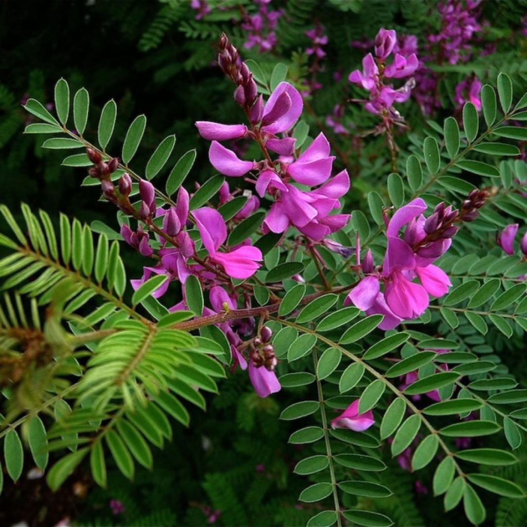 Indigofera heterantha - Indigostruik