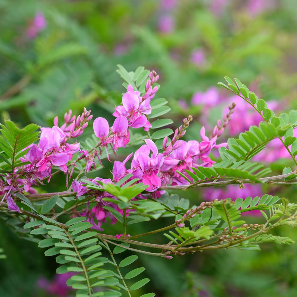 Indigofera heterantha - Indigostruik