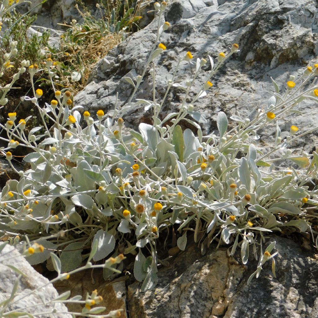 Inula candida verbascifolia - Alant
