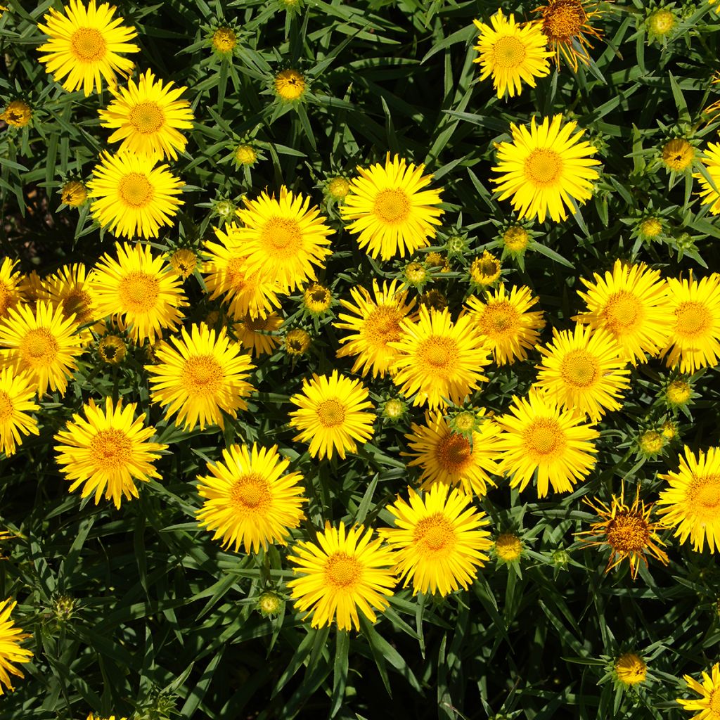 Inula ensifolia - Alant