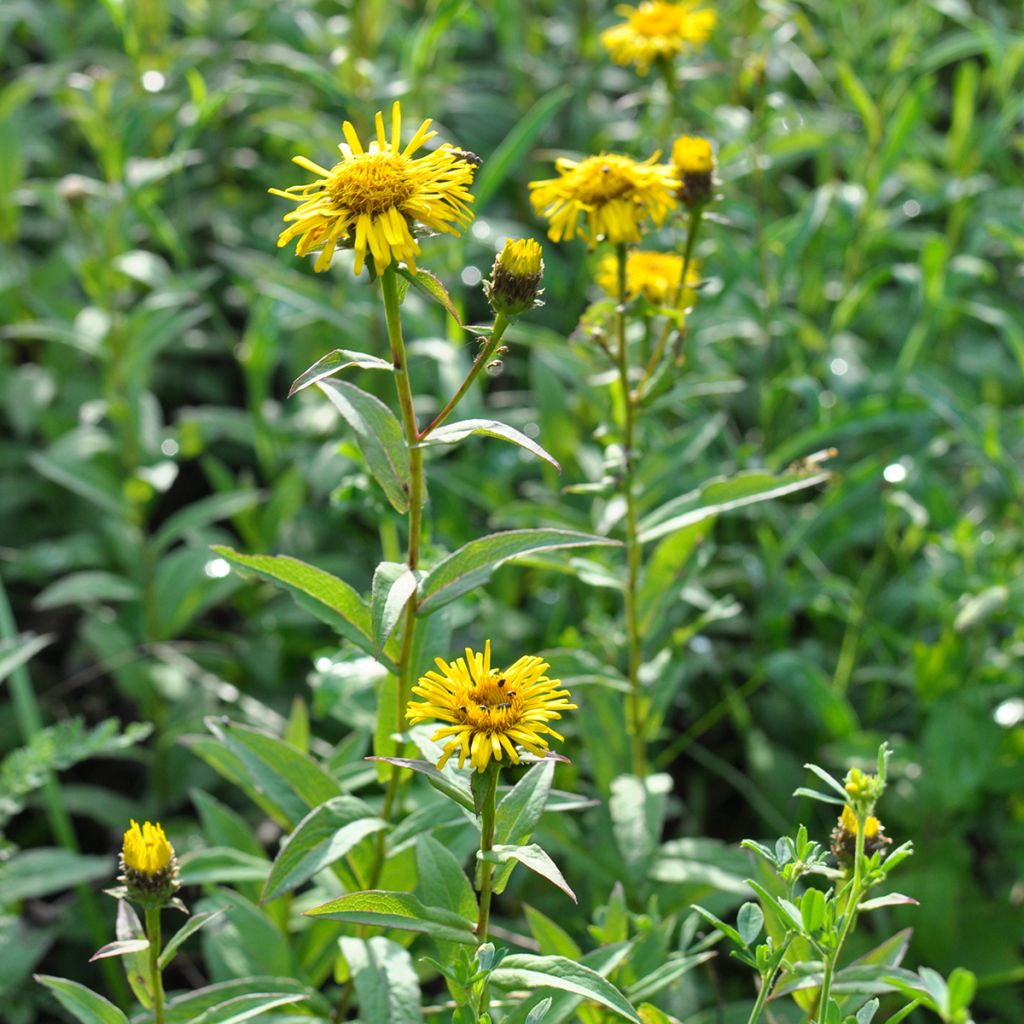 Inula ensifolia - Alant