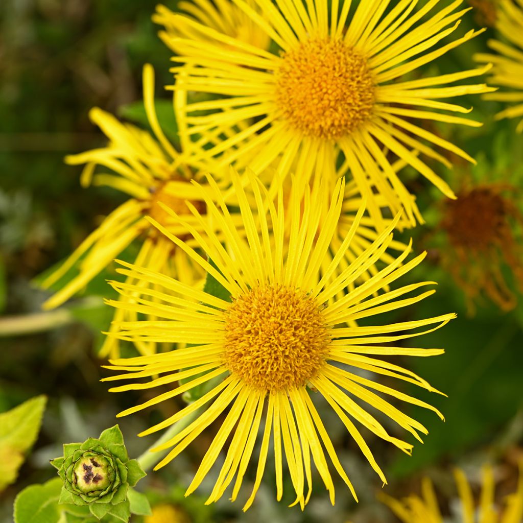 Inula helenium - Griekse alant