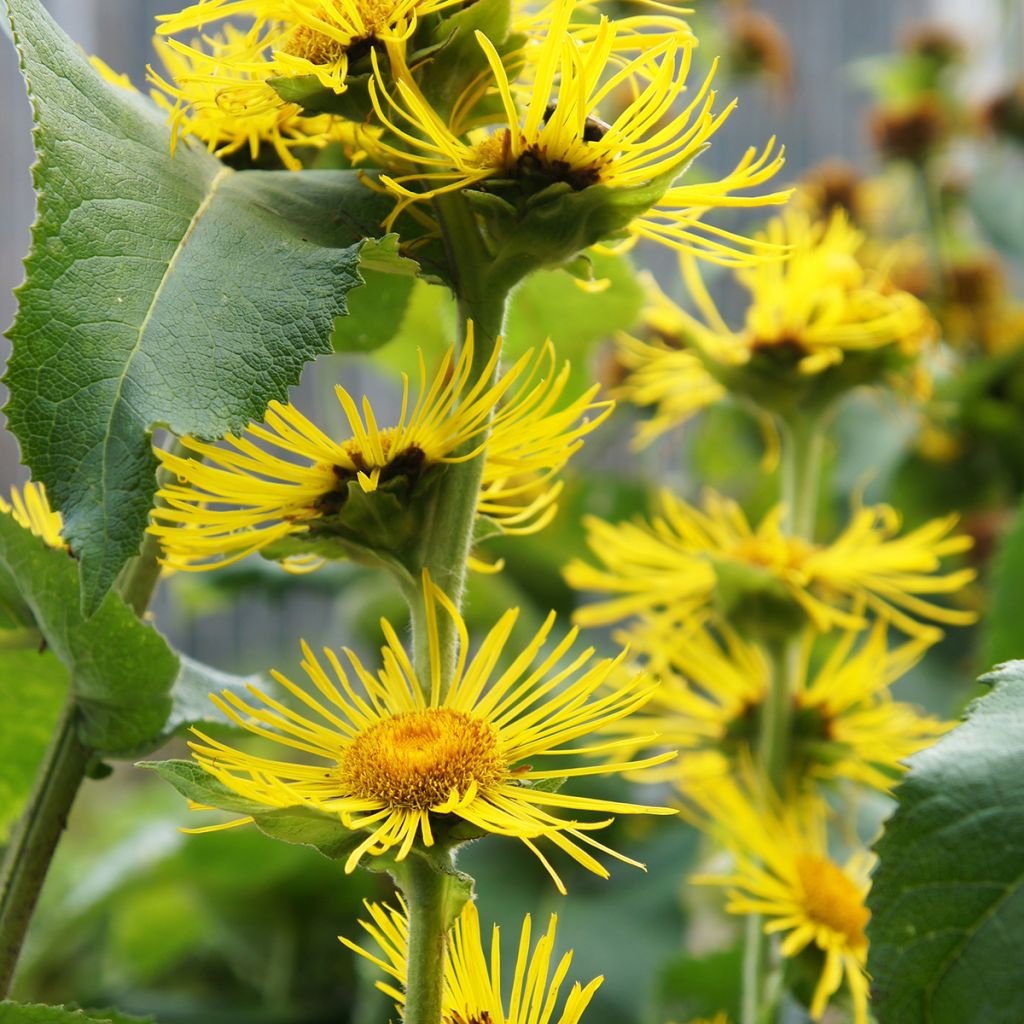 Inula helenium - Griekse alant