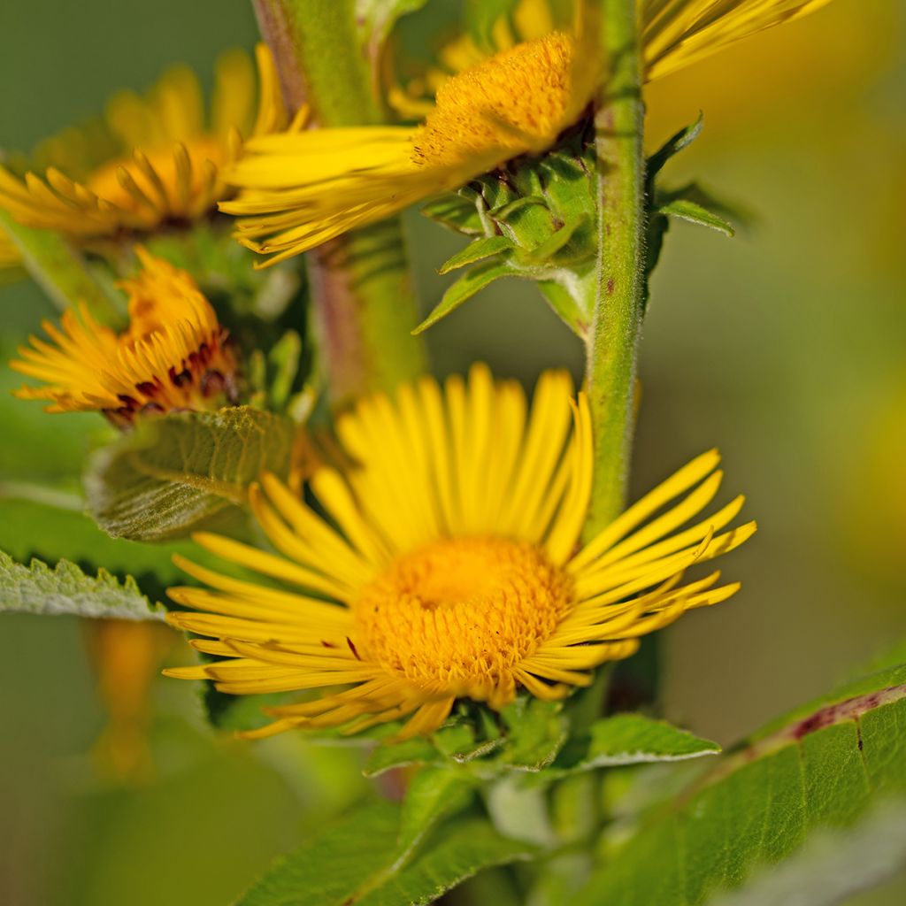 Inula helenium - Griekse alant