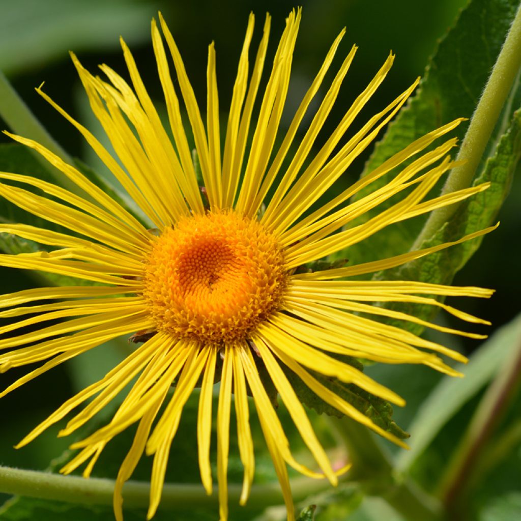 Inula magnifica - Alant
