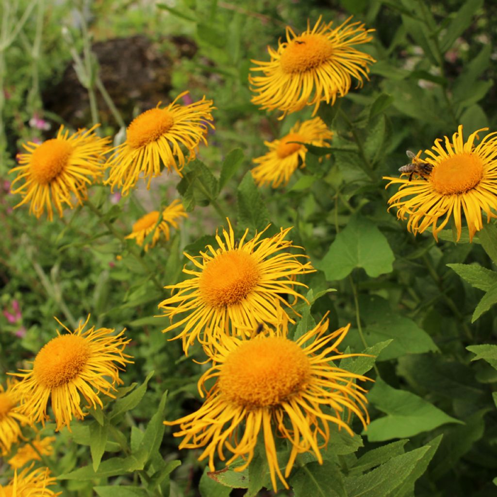 Inula orientalis - Oosterse alant