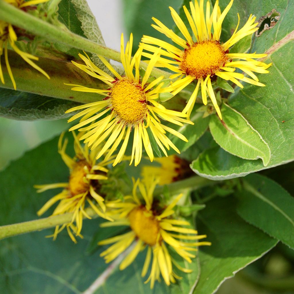 Inula racemosa Sonnenspeer - Trosalant