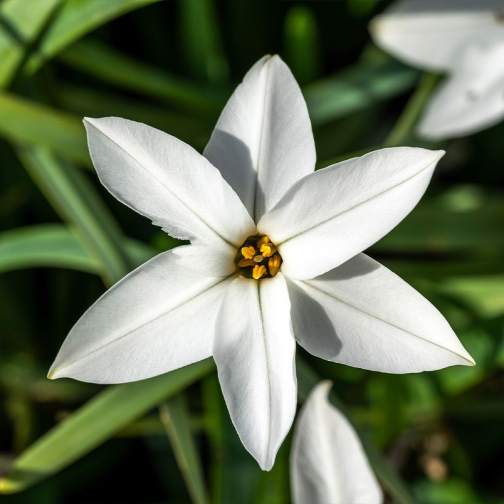 Ipheion uniflorum Alberto Castillo - Oude wijfjes
